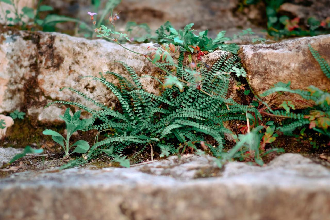 Le Calet Gites La Source מראה חיצוני תמונה